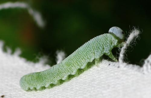 Trichiosoma sp.
